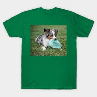 Miniature American Shepherd blue merle laying with toy T-Shirt